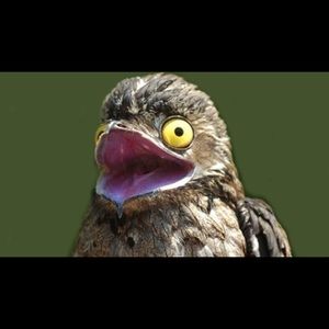 Meet your Posher, Mae